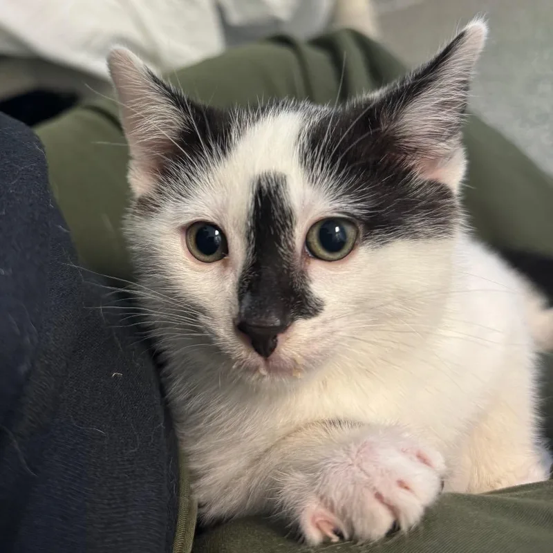 A baby small-sized male Black Domestic Short Hair cat named Timmy for adoption in Hendersonville, NC