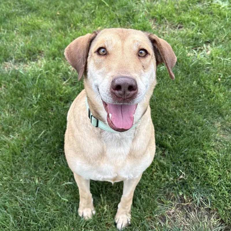 An adult large-sized female Mixed Breed dog named Dina for adoption in Medford, OR