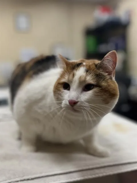 An adult medium-sized female Domestic Short Hair cat named Athena for adoption in Aliquippa, PA