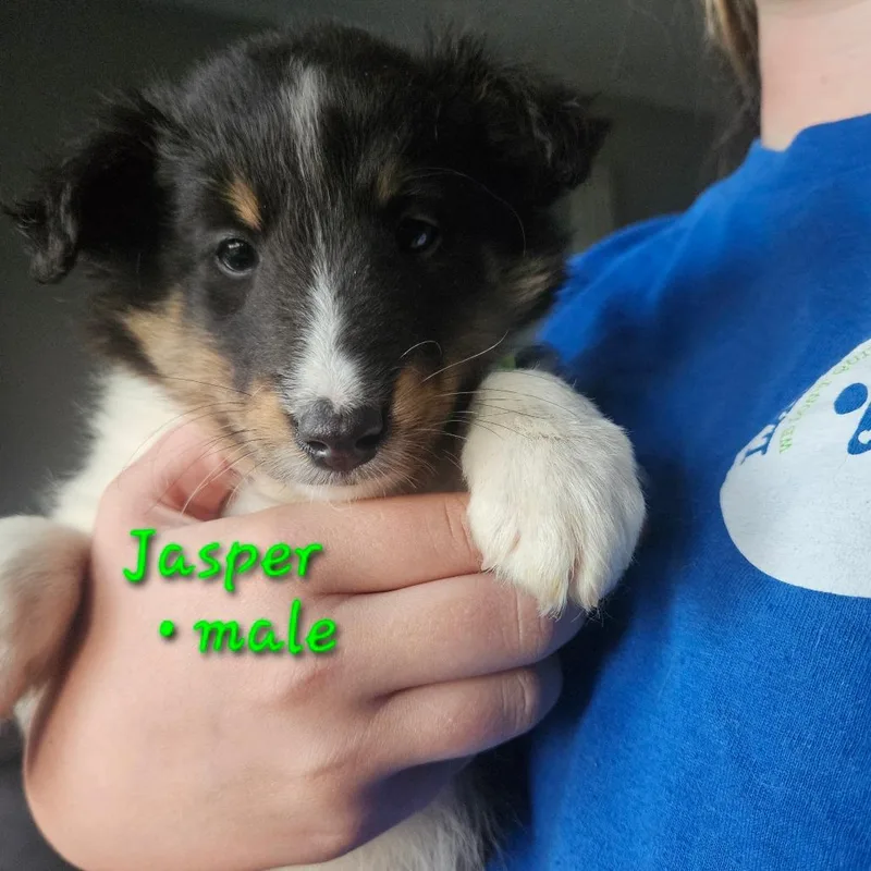 Jasper