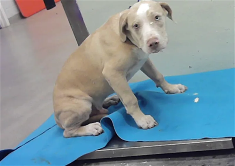 A young small-sized male Catahoula Leopard Dog dog named Titan for adoption in Houston, TX