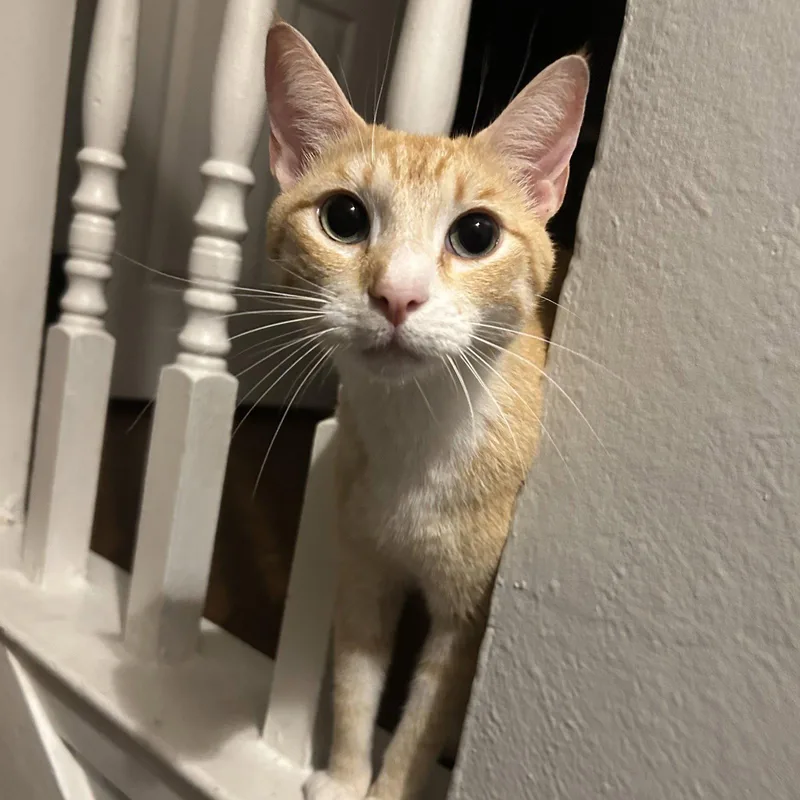 A young medium-sized male Tabby cat named Chester for adoption in Garland, TX