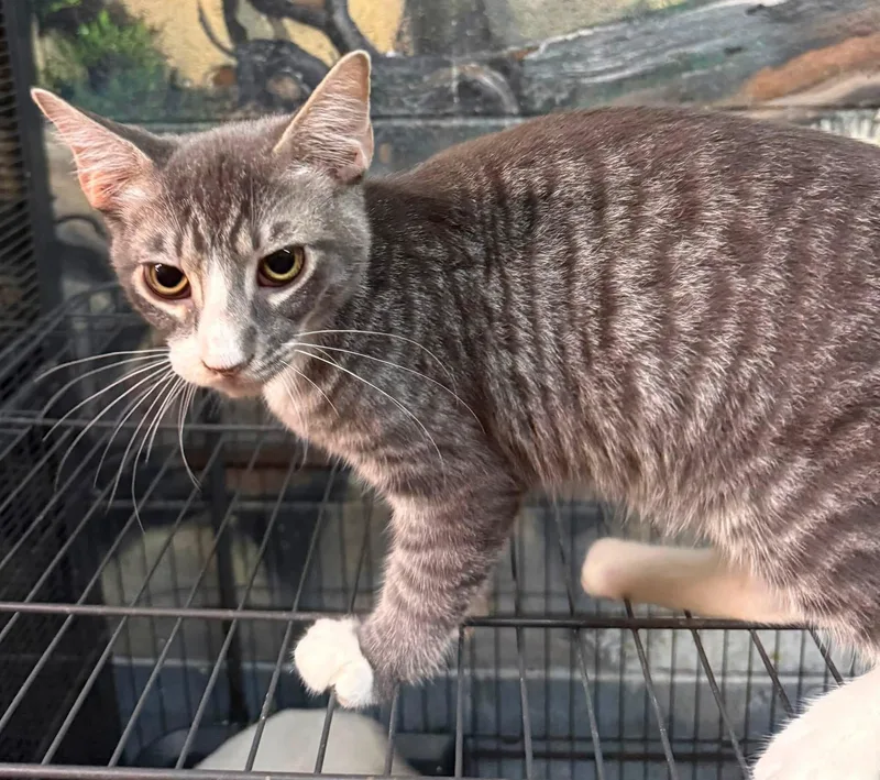 A baby small-sized male Blue Cream Tabby cat named Kieffer friendly funny for adoption in Jackson, GA