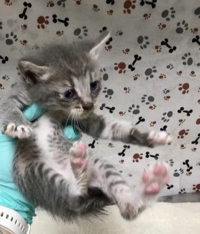 A baby small-sized male Domestic Short Hair cat named Raphael for adoption in Riverside, CA