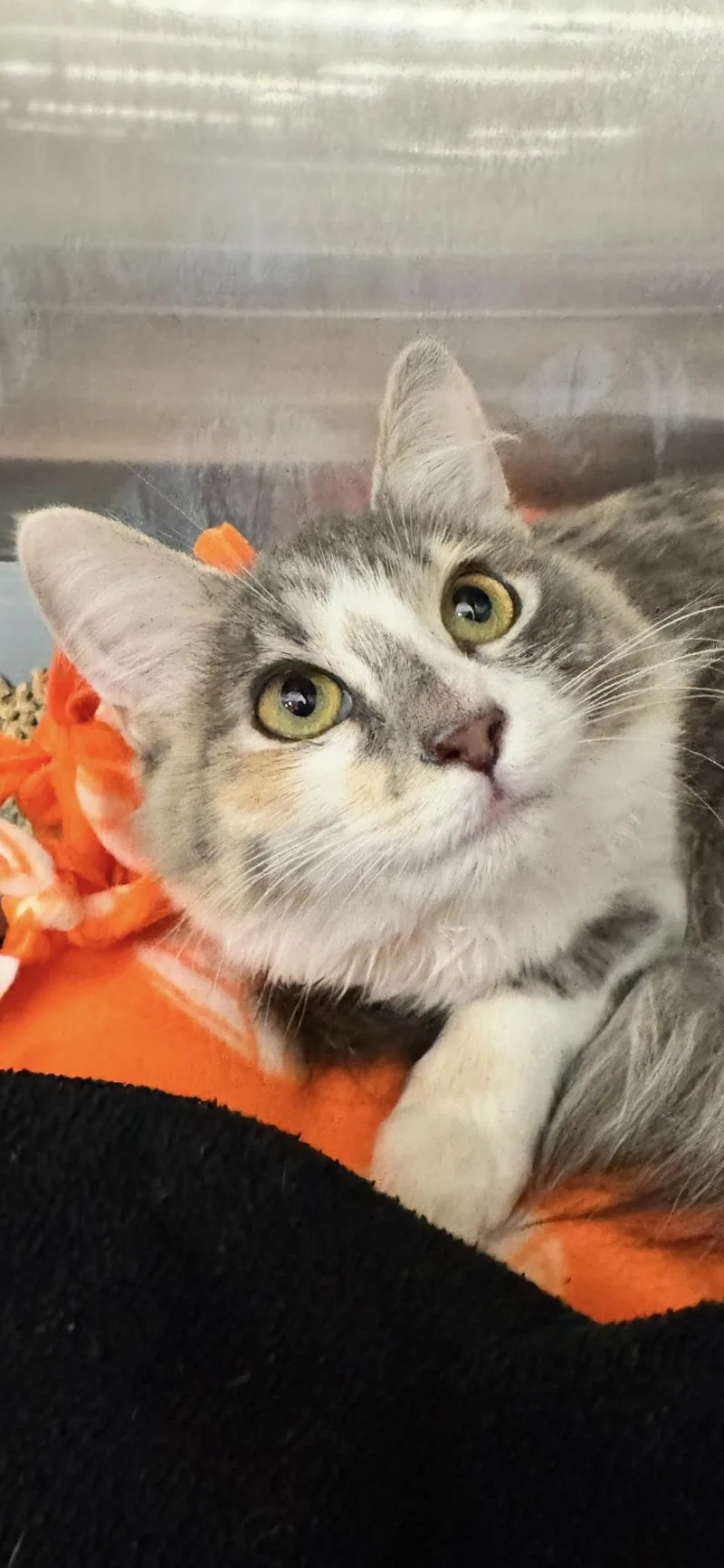 A young medium-sized female Domestic Medium Hair cat named Calica for adoption in Scottsdale, AZ