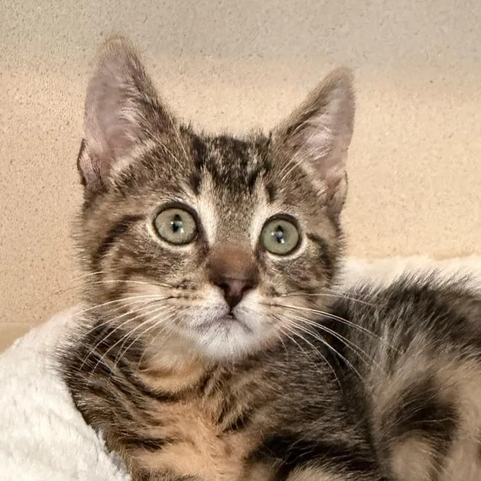 A baby small-sized male Brown / Chocolate Domestic Short Hair cat named Sparks for adoption in Calverton, NY