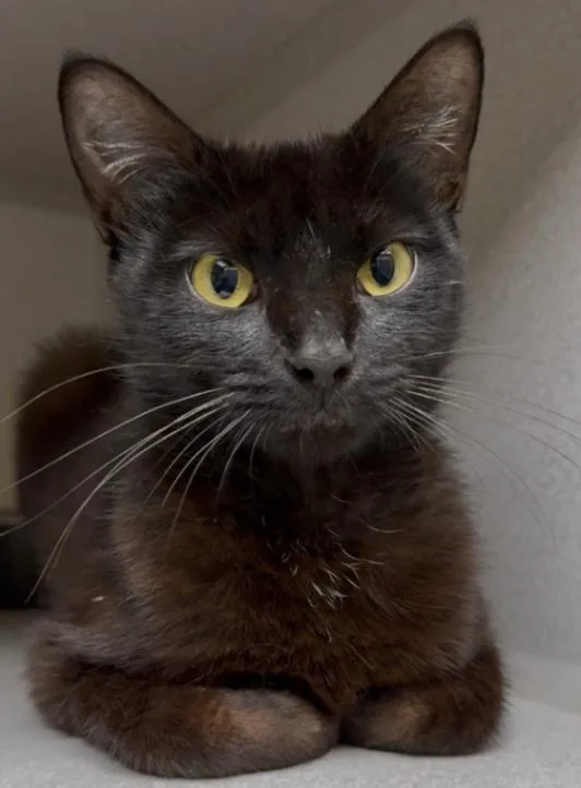 An adult small-sized female Black Domestic Short Hair cat named Midge for adoption in Osseo, MI