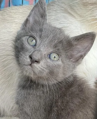 A young small-sized female Domestic Short Hair cat named Merida for adoption in Ontario, CA