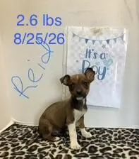 A baby small-sized male Rat Terrier dog named Reid for adoption in Welling, OK