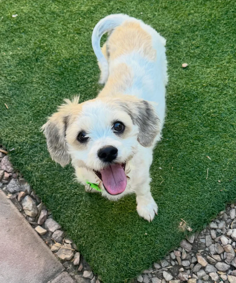 An adult small-sized male Bicolor Lhasa Apso dog named Happy for adoption in Las Vegas, NV