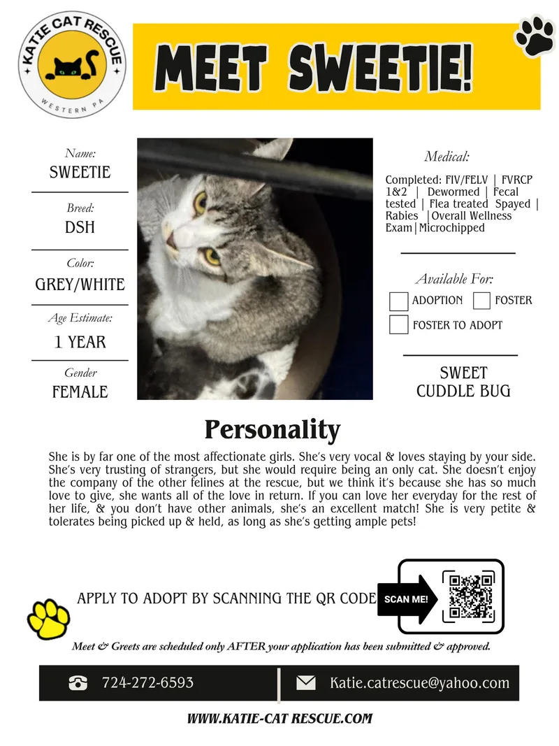 An adult medium-sized female Gray & White Domestic Short Hair cat named Sweetie for adoption in Evans City, PA