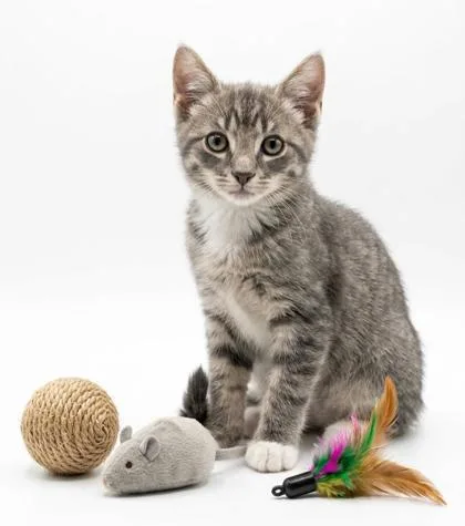 A baby small-sized female Domestic Short Hair cat named Dorito for adoption in Cumming, GA
