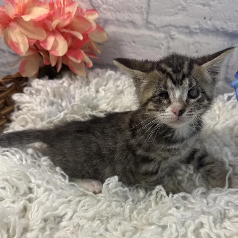 A baby small-sized female Brown / Chocolate Domestic Short Hair cat named Peepers for adoption in Harrisonburg, VA