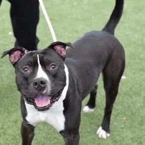 An adult medium-sized male Black Mixed Breed dog named Sullivan for adoption in Jersey City, NJ