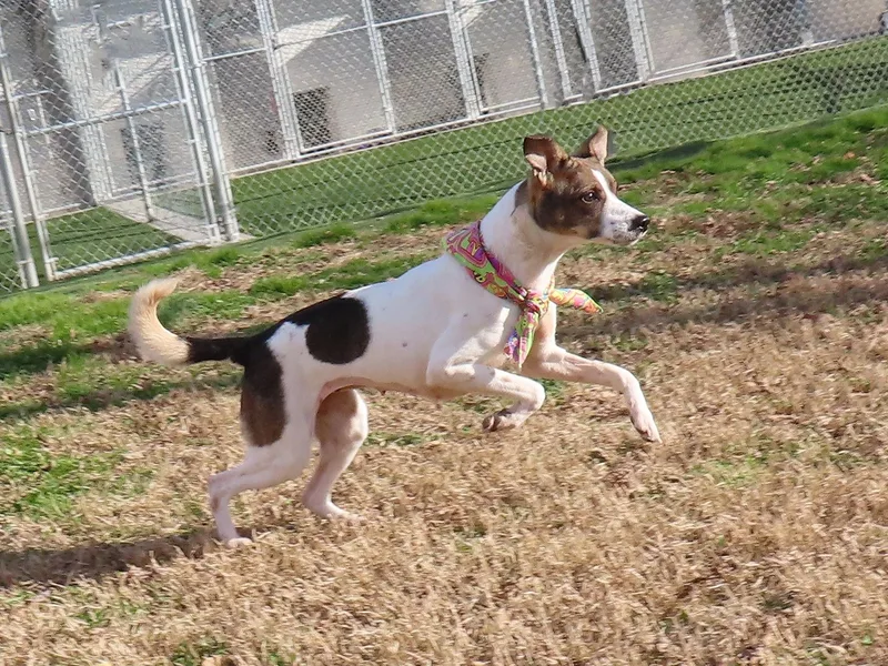 Mazie  Ca thumbnail 3