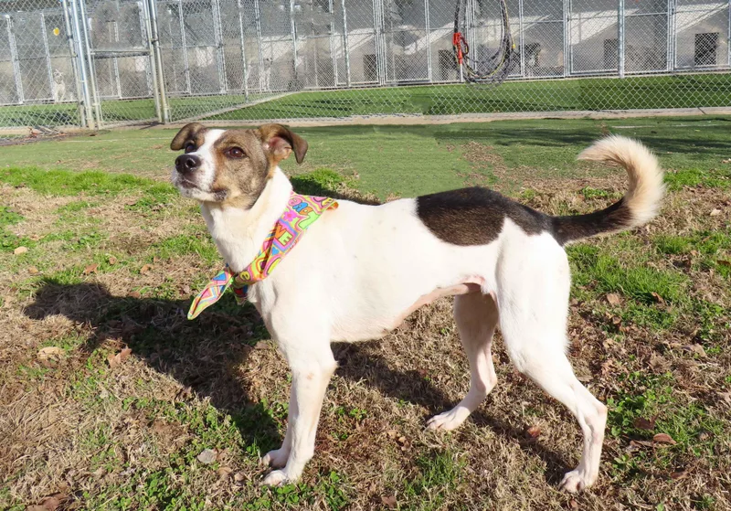 Mazie  Ca thumbnail 4