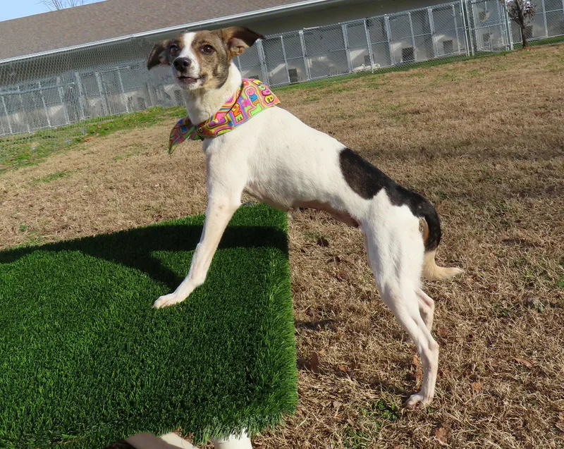 Mazie  Ca thumbnail 5