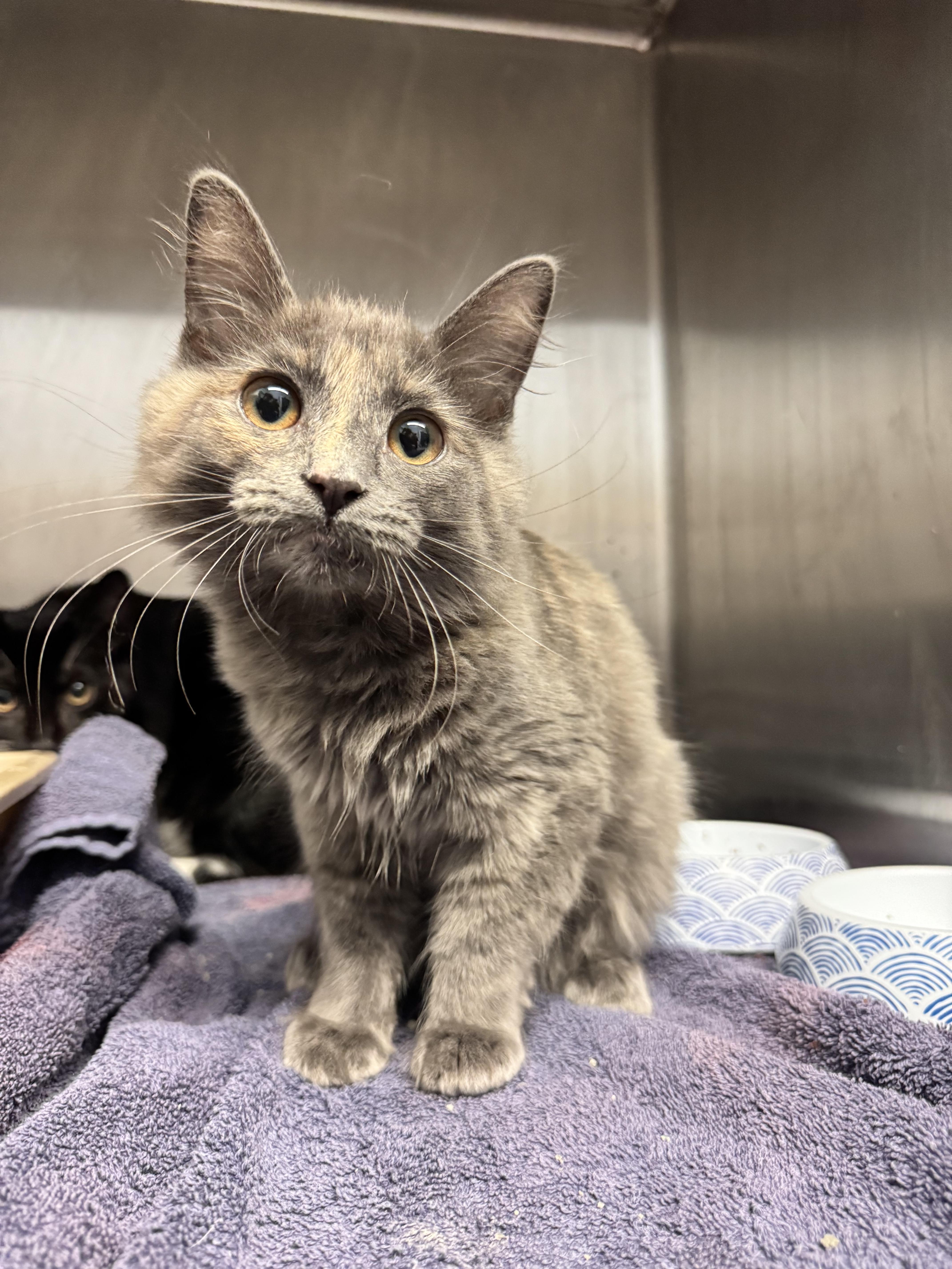 A baby small-sized female Domestic Long Hair cat named Sprout for adoption in Grand Rapids, MI