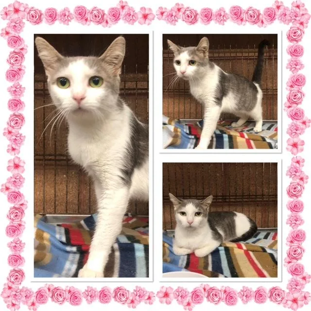 An adult small-sized female Gray & White Domestic Short Hair cat named Lace for adoption in Buckhannon, WV