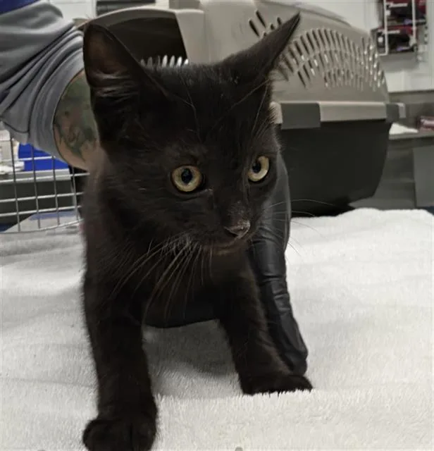 A baby small-sized female Domestic Short Hair cat named A for adoption in Camarillo, CA