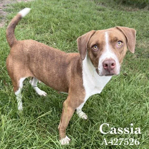 An adult medium-sized female Pit Bull Terrier dog named Cassia for adoption in Conroe, TX