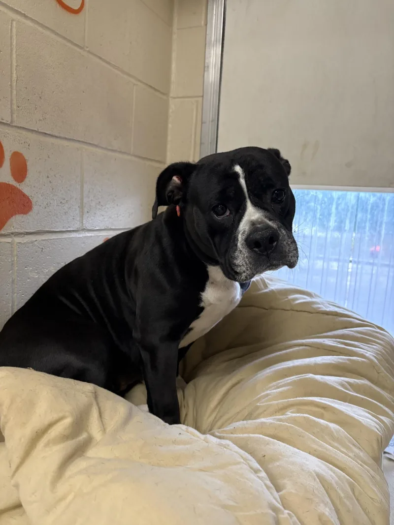 A young medium-sized male Black American Bully dog named Penny for adoption in West Warwick, RI