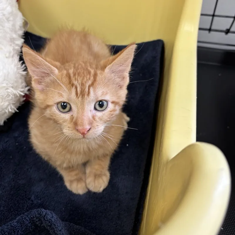 A baby small-sized male Orange / Red Domestic Short Hair cat named Bramble for adoption in Houston, TX