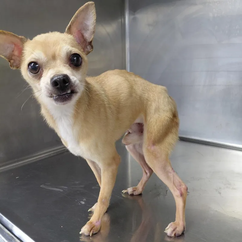 A senior small-sized male Yellow / Tan / Blond / Fawn Chihuahua dog named Chuay for adoption in Henderson, KY