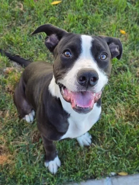 A young medium-sized female Black Pit Bull Terrier dog named Paris for adoption in Manteca, CA
