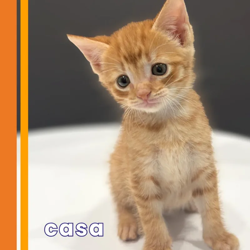 A baby small-sized male Domestic Short Hair cat named Casa for adoption in Cumming, GA