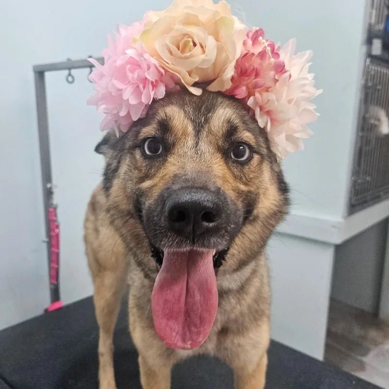 A young medium-sized female German Shepherd Dog dog named Montana for adoption in Duxbury, MA