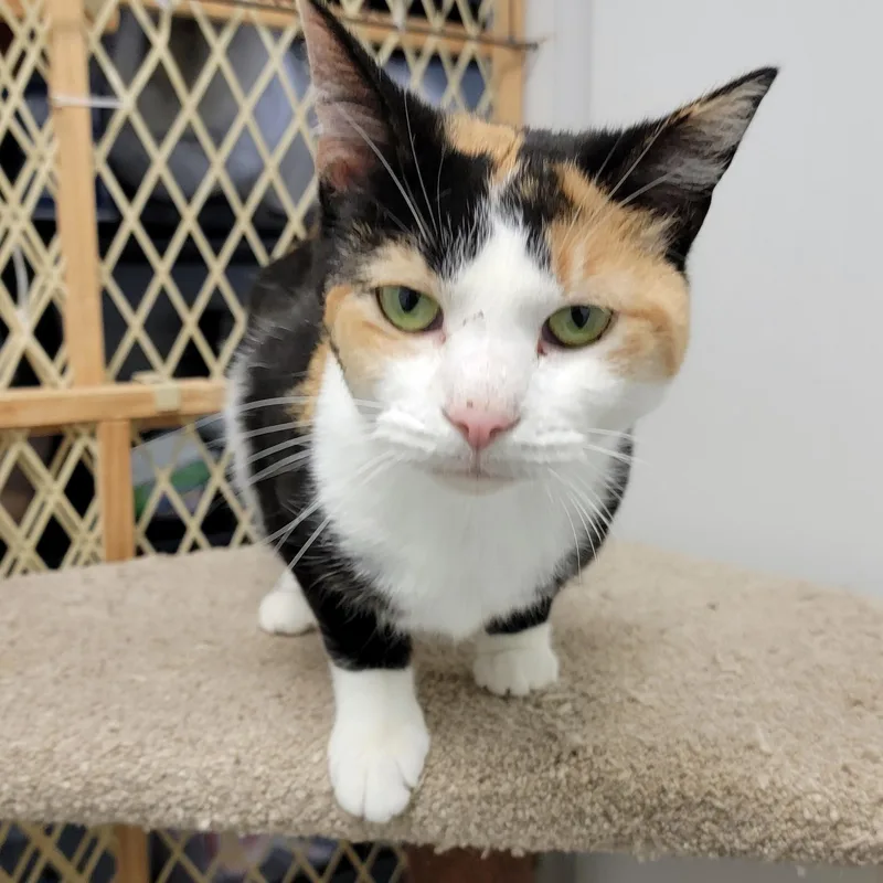 An adult large-sized female Calico cat named Claire for adoption in Wilmington, OH