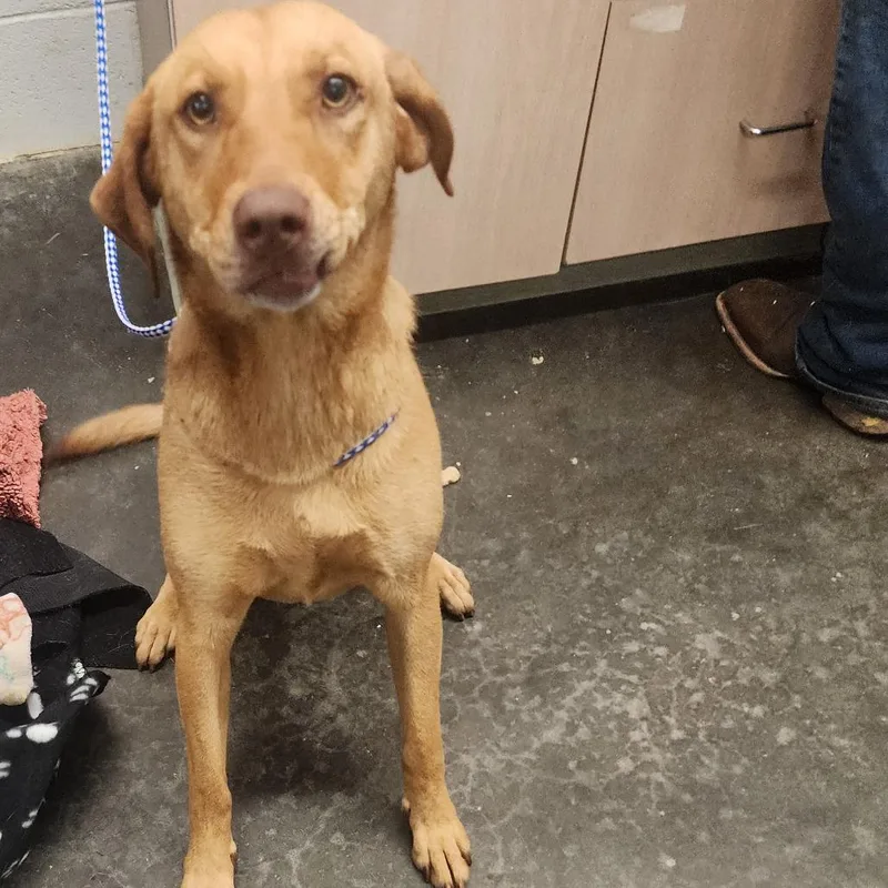 An adult medium-sized female Red / Chestnut / Orange Labrador Retriever dog named Amber for adoption in Evensville, TN