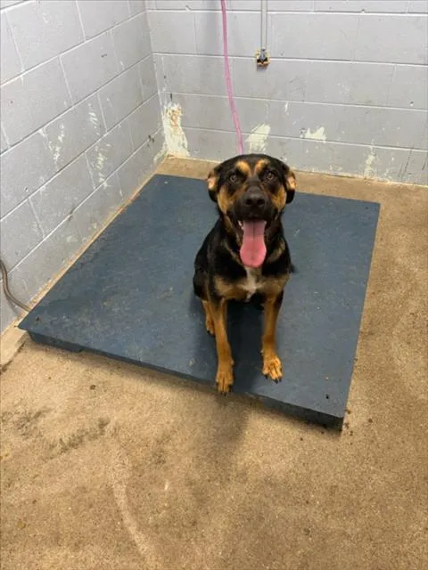 An adult medium-sized female German Shepherd Dog dog named Nova for adoption in Woodland, CA