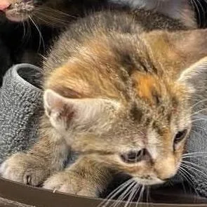 A baby small-sized female Brown / Chocolate Domestic Short Hair cat named Ela for adoption in Hannibal, MO