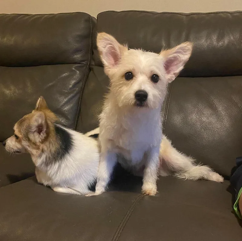 A baby small-sized male White / Cream Yorkshire Terrier dog named Echo for adoption in Rochester, NY