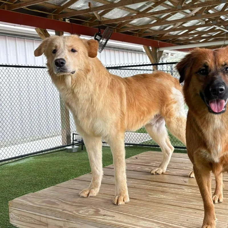 Sterling thumbnail 2