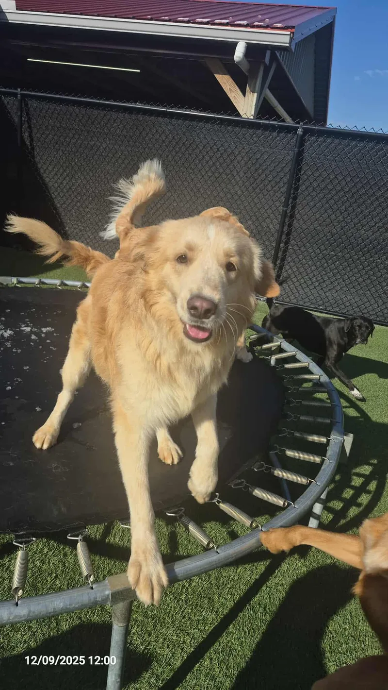 Sterling thumbnail 3