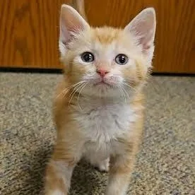 A baby medium-sized male Calico cat named Forrest for adoption in Hopkinsville, KY