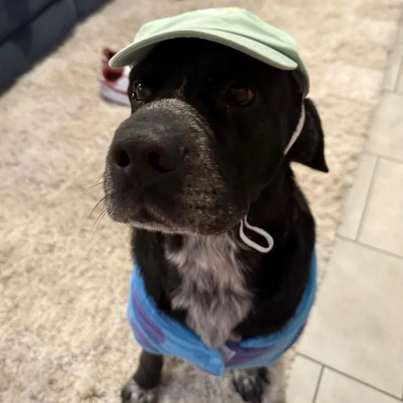 An adult medium-sized male Black American Staffordshire Terrier dog named Milo for adoption in Houston, TX