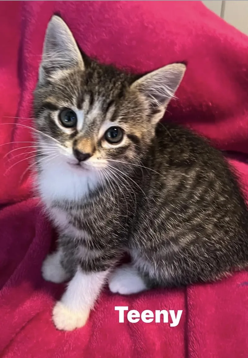 A baby medium-sized female Tabby (Brown / Chocolate) Domestic Short Hair cat named Teeny for adoption in Murfreesboro, TN