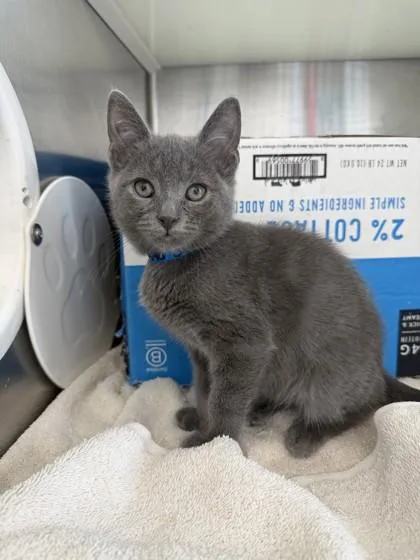 A baby small-sized male Domestic Short Hair cat named Calvin for adoption in Westland, MI