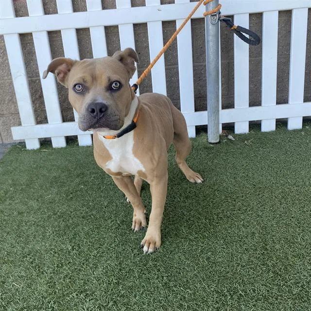 A young medium-sized female Pit Bull Terrier dog named Dana for adoption in Modesto, CA