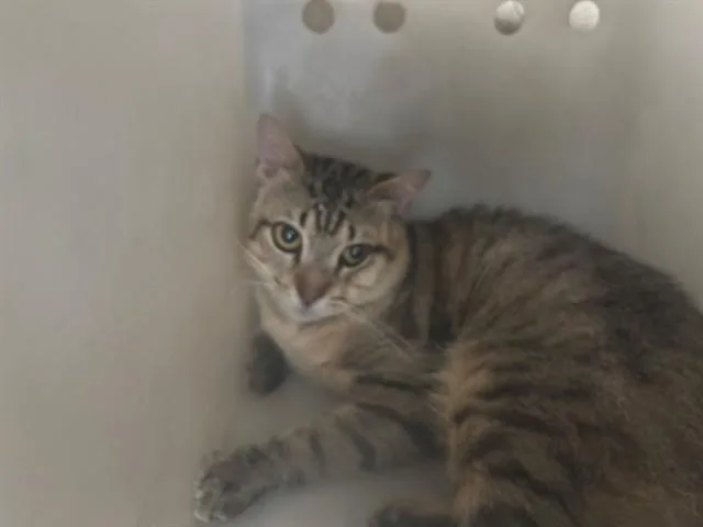 An adult large-sized male Domestic Short Hair cat named Dr. Meow for adoption in Garland, TX