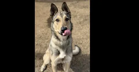 A young large-sized male Shepherd dog named Sky for adoption in Dallas, TX
