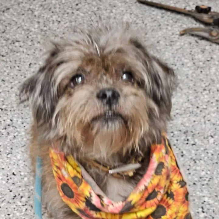 An adult small-sized female Shih Tzu dog named Gizelle for adoption in Saint John, IN