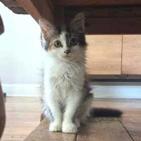 A baby medium-sized female Calico Domestic Long Hair cat named Indy for adoption in Chattanooga, TN