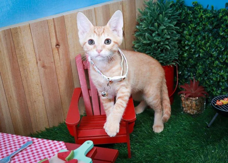 A baby medium-sized female Orange & White Domestic Short Hair cat named Blossom for adoption in Parker, TX
