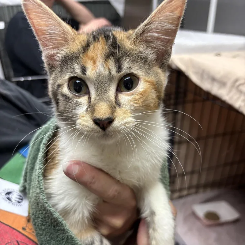 An adult small-sized female Domestic Short Hair cat named Beta for adoption in Tacoma, WA