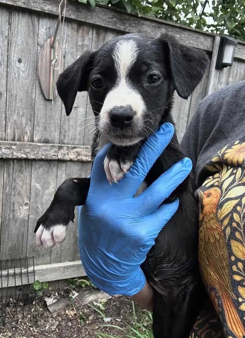 A baby medium-sized female Black Border Collie dog named Lacoste for adoption in Wonder Lake, IL